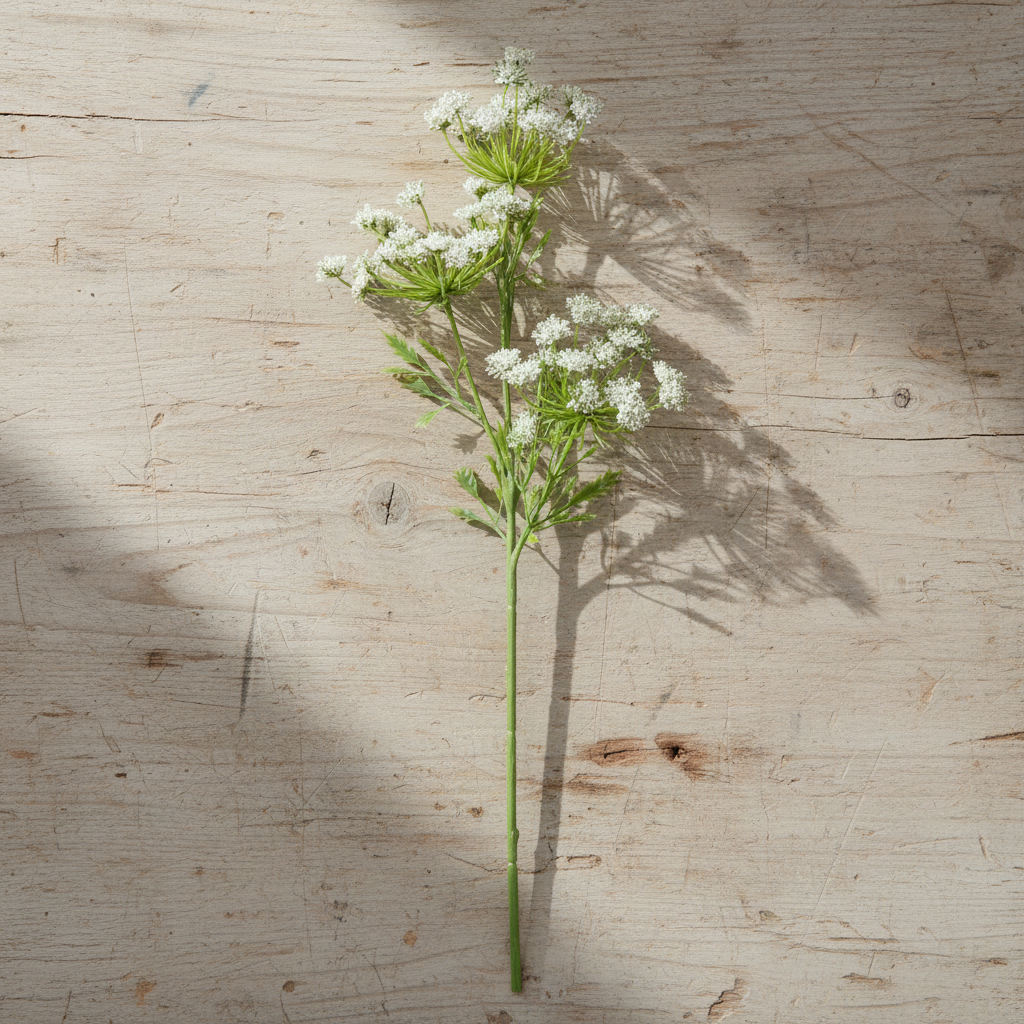 Cow Parsley Spray - White