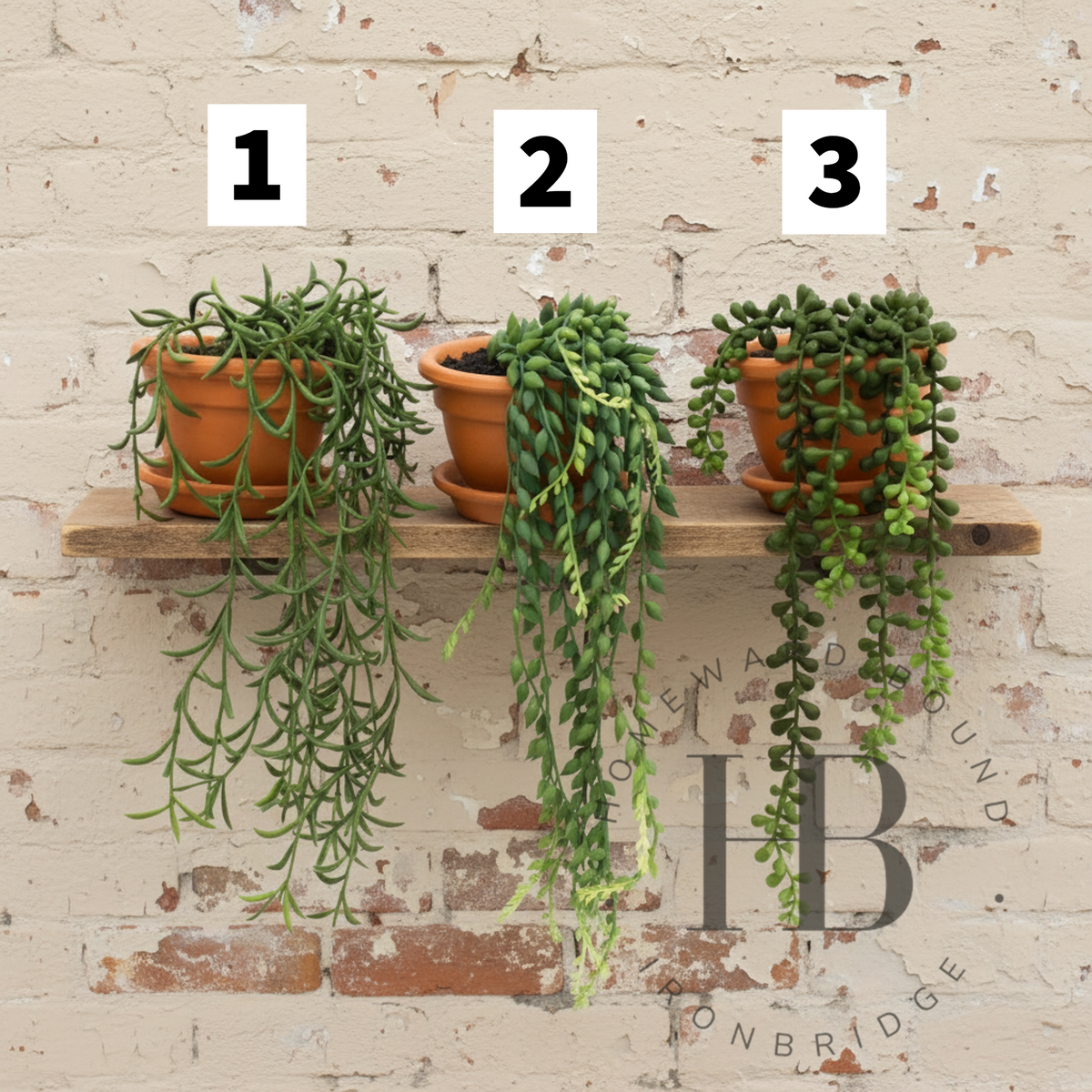 Artificial Trailing Plant in Terracotta Pot
