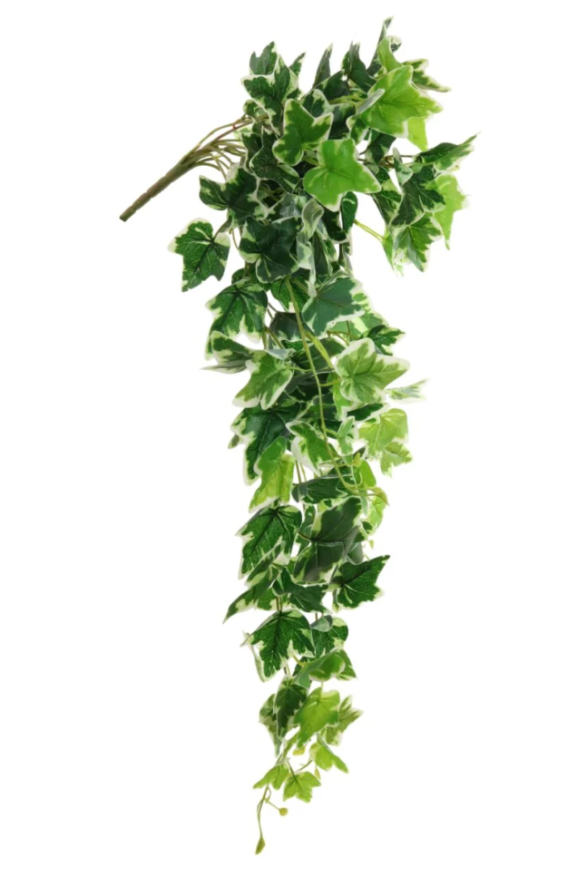 Trailing Variegated Ivy Bunch