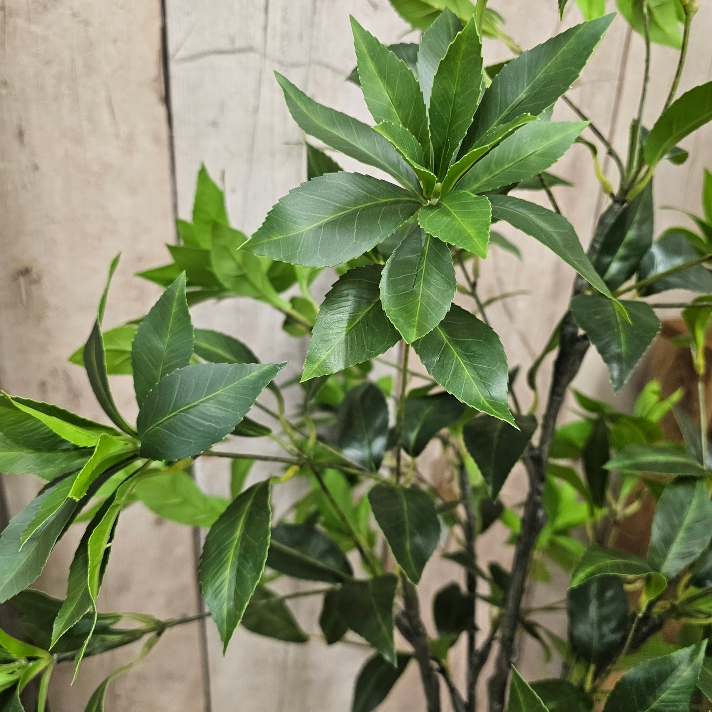 130cm Artificial Japonica Tree - Potted