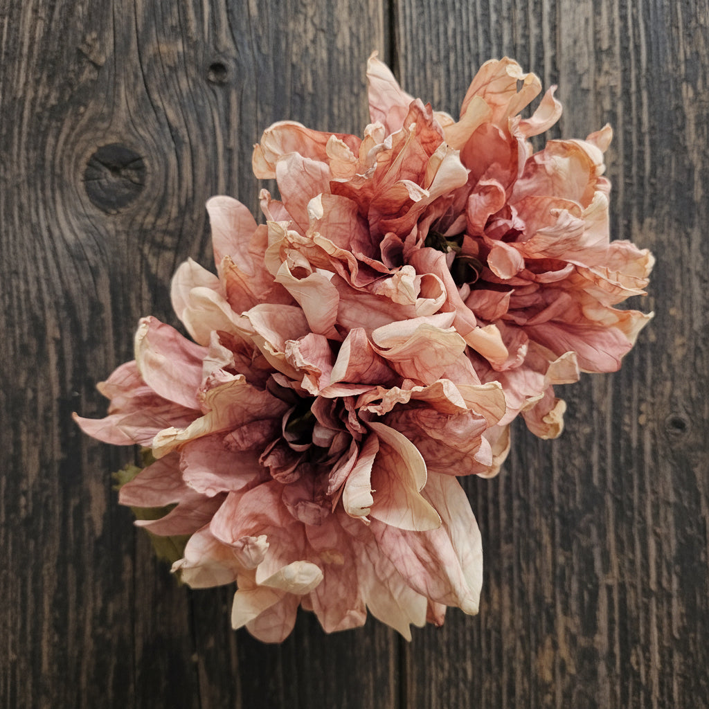 Dried Touch Ruffled Dahlia