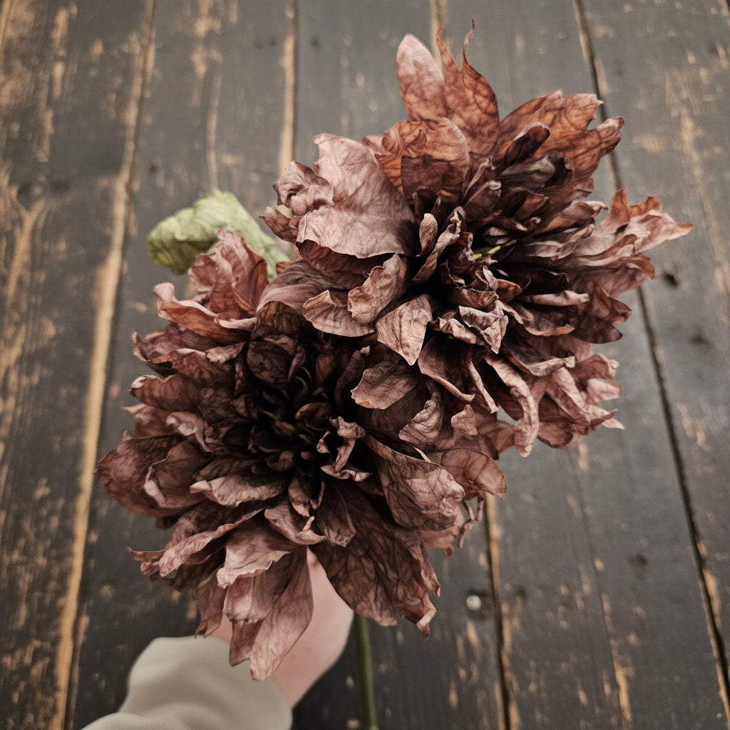 Dried Touch Ruffled Dahlia