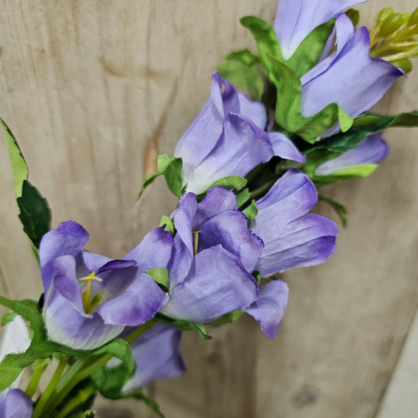 Campanula Bell Flower Stems