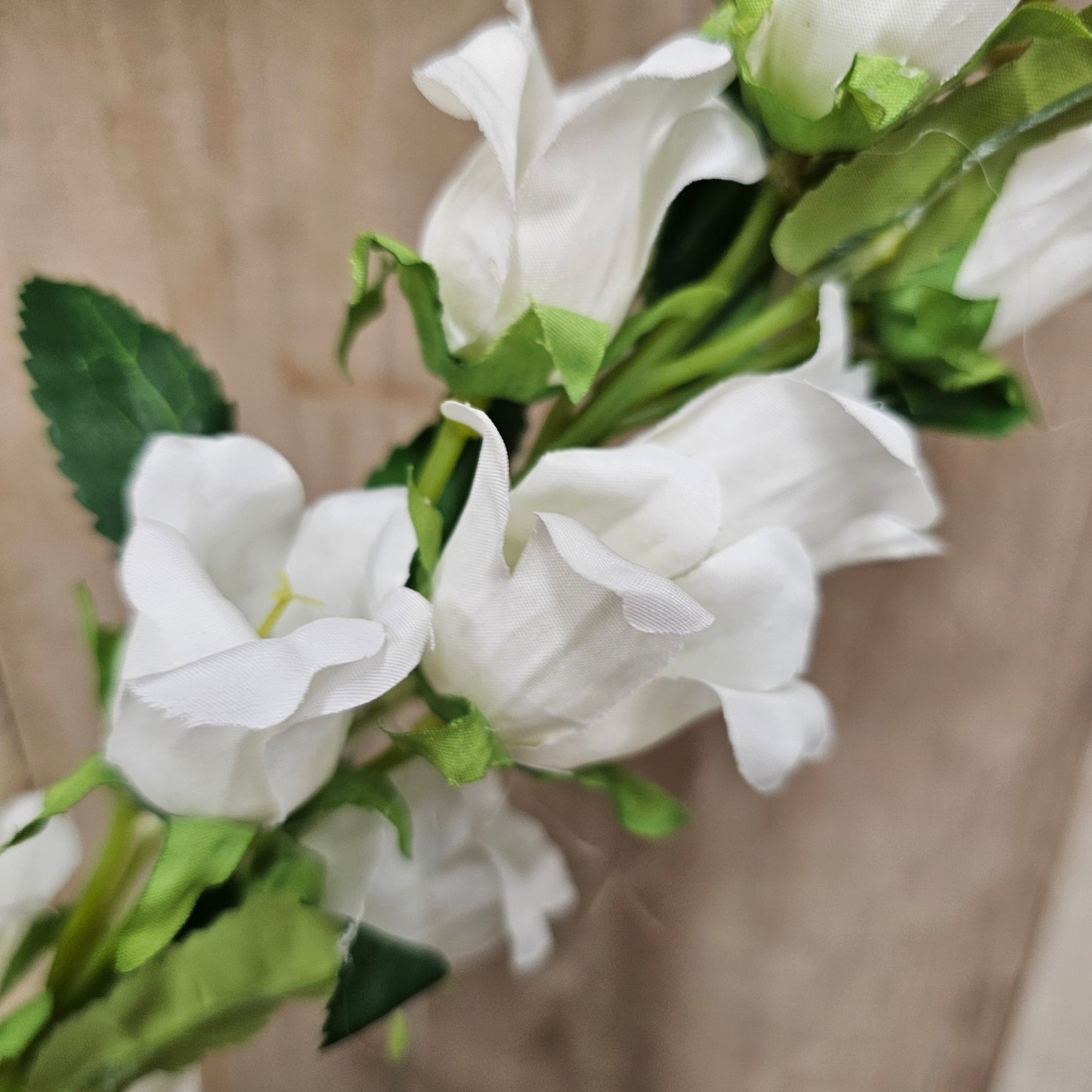 Campanula Bell Flower Stems