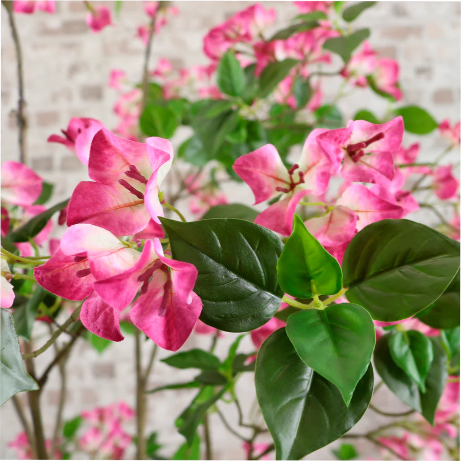 Wild Bougainvillea Tree - 170cm