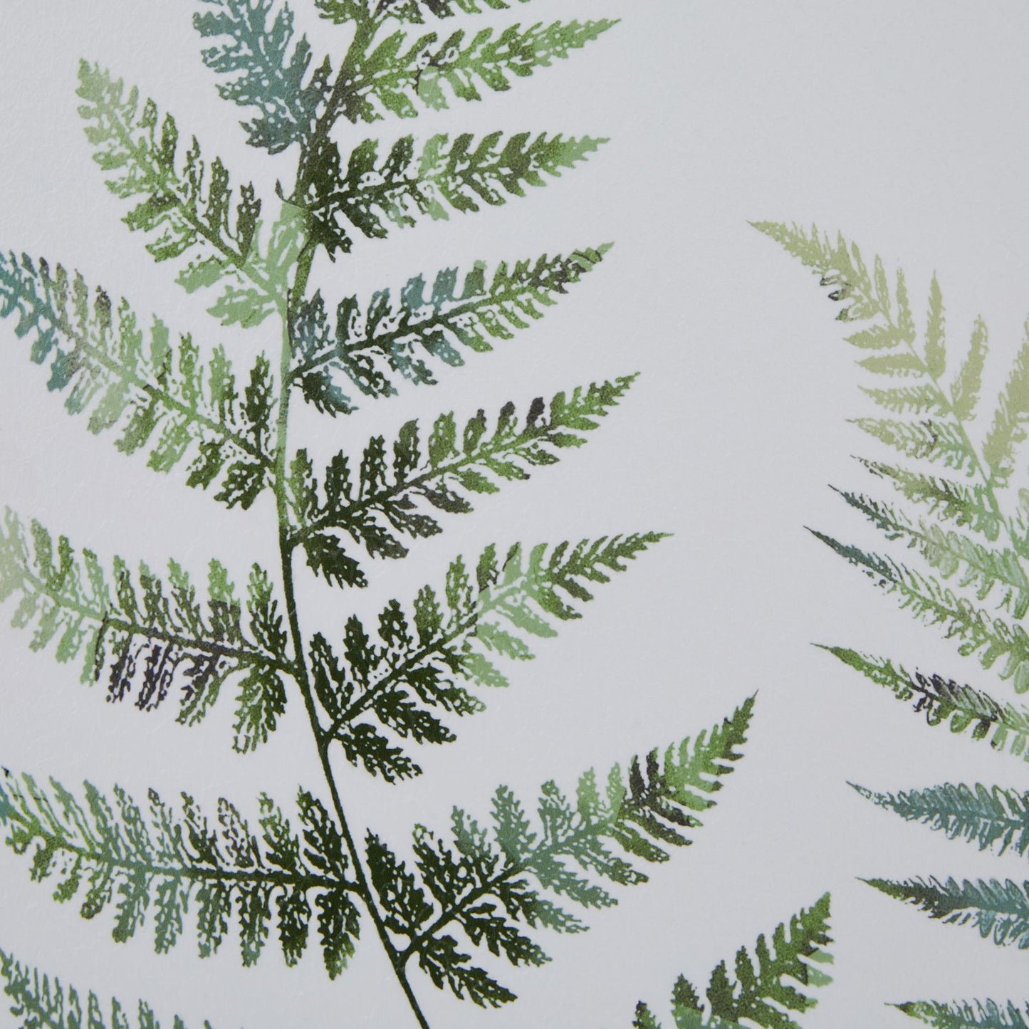Watercolour Fern Duo in Frame