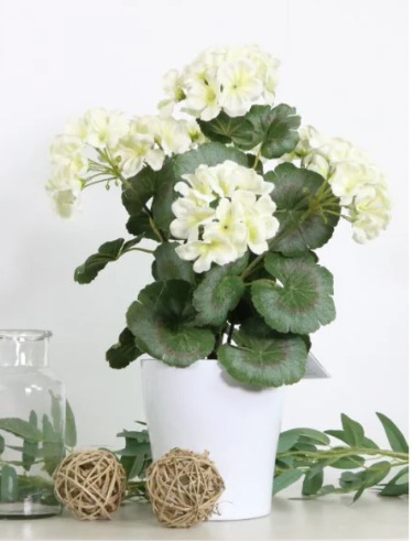 Potted Geraniums