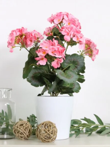 Potted Geraniums