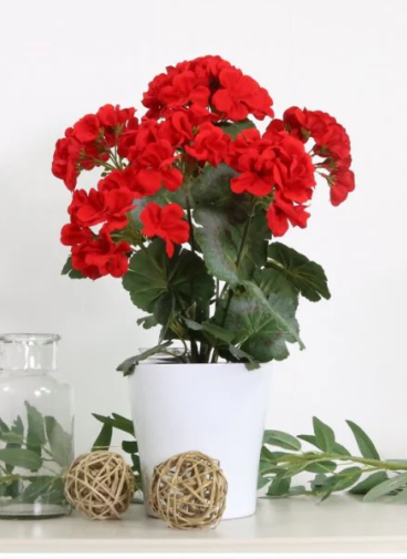 Potted Geraniums