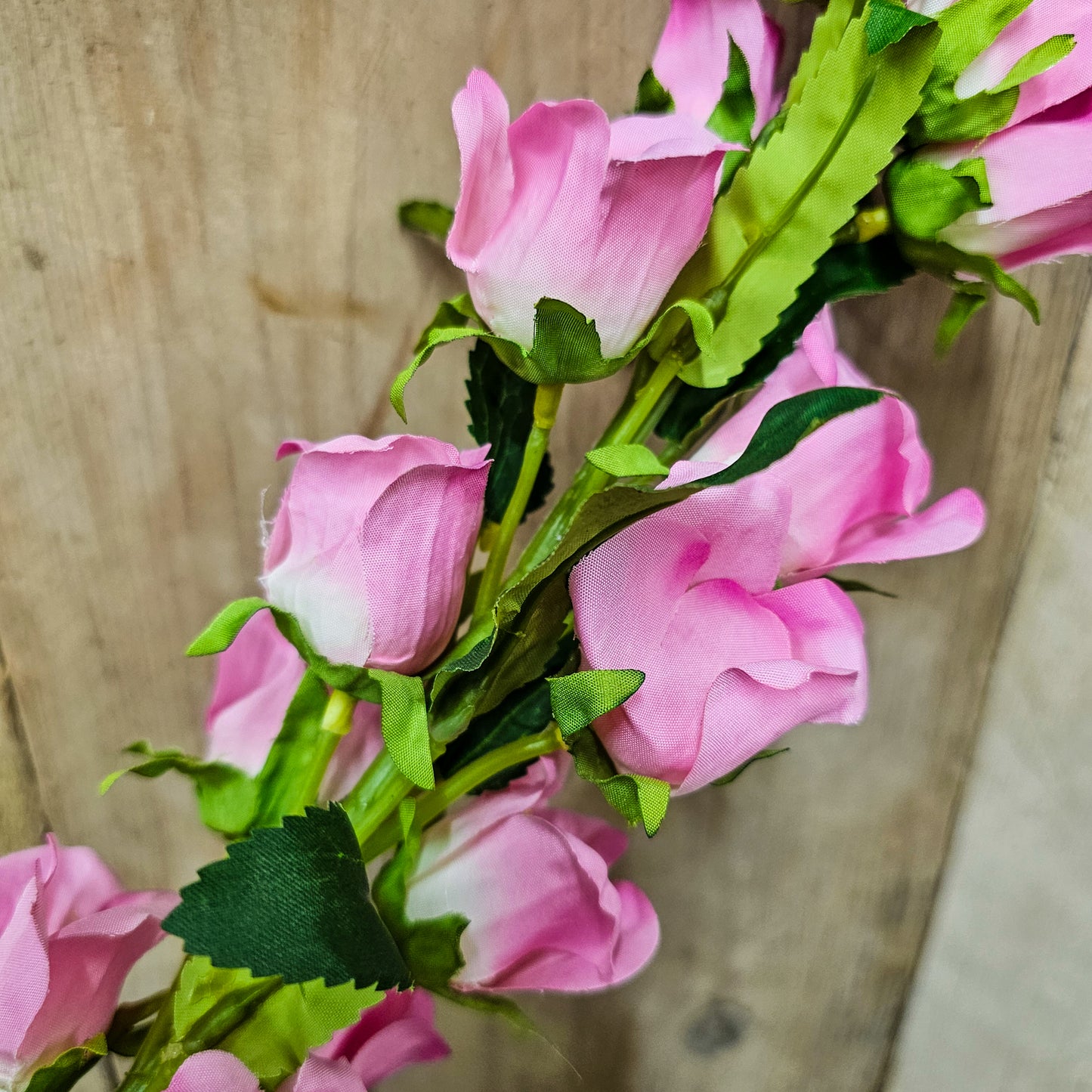 Campanula Bell Flower Stems