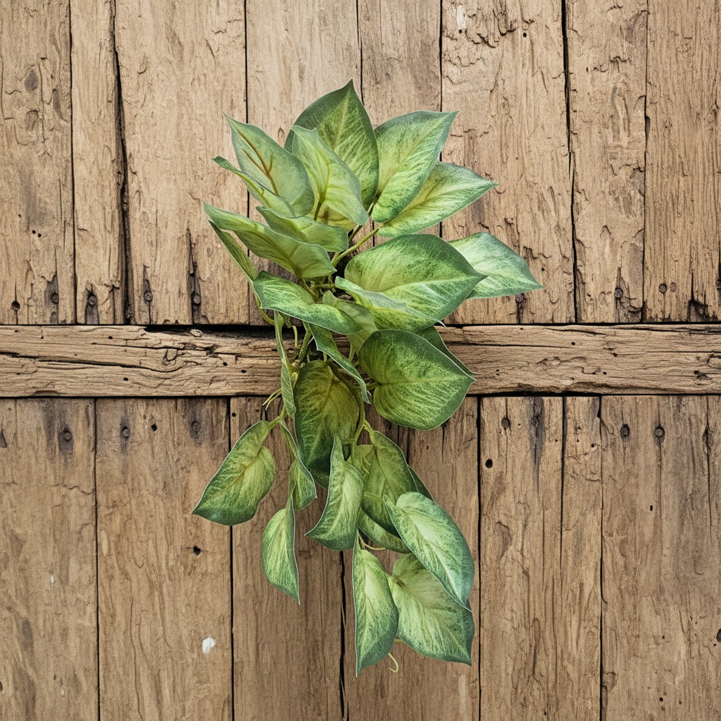 Trailing Variegated Pothos Leaf