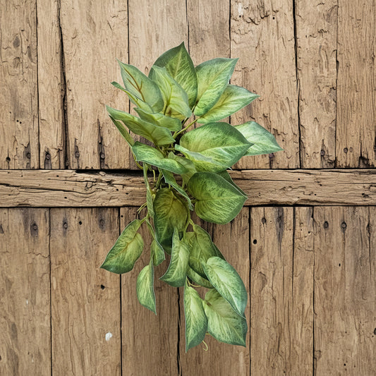Trailing Variegated Pothos Leaf