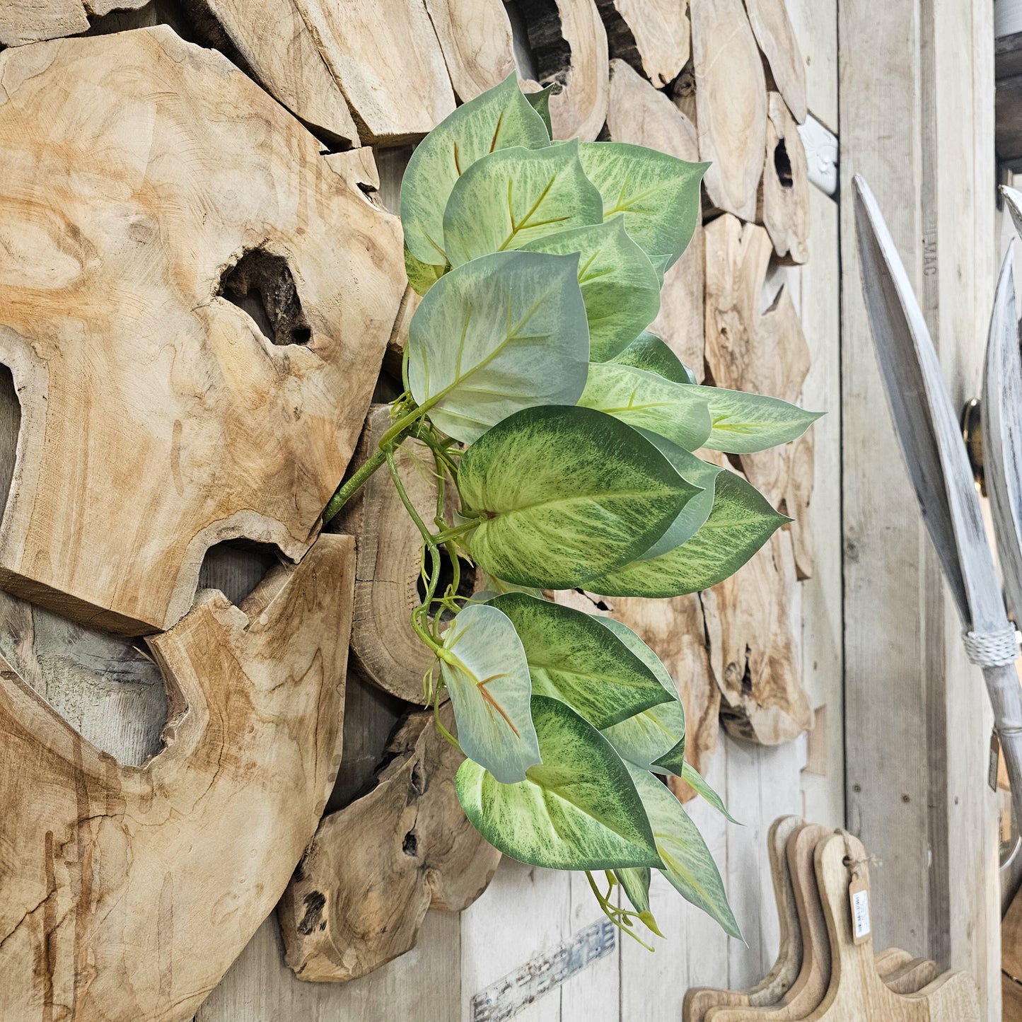 Trailing Variegated Pothos Leaf